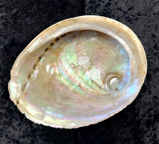 Abalone Shell